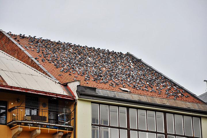 A2B Pest Control are able to install spikes to deter birds from roofs in Ashford. 