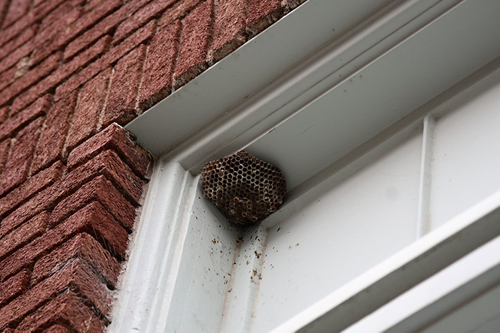 We provide a wasp nest removal service for domestic and commercial properties in Ashford.